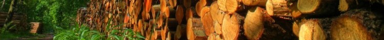 wood
